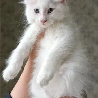 مینکون نر وماده