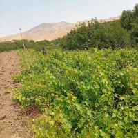 باغ-انگور