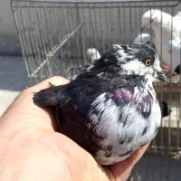 کبوتر|پرنده|اصفهان, شاهد|دیوار