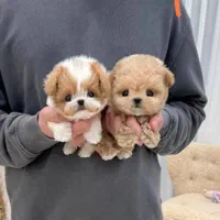 کچلو های فسقلی رنگ کم یاب