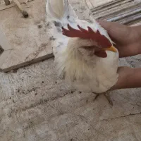 مرغ وخروس گلین