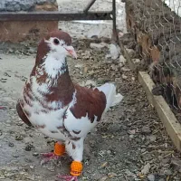 کبوتر خال افشون