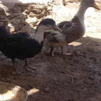 اردک