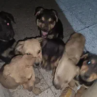 شیش عدد توله نروماده