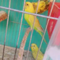 مرغ عشق آماده جوجه کشی