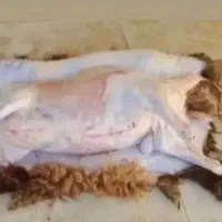 قصابی سیار  شبانه روزی
