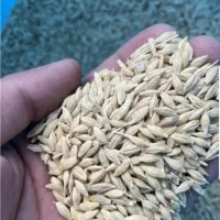 خریداری وفروش گندم وجو