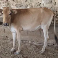 ۳ راس گاو بدون گوساله
