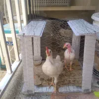 نیمچه خروس