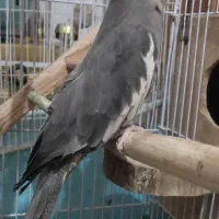 عروس هلندی  سینامون