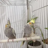 عروس هلندیم گم شده