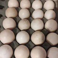 تخم اردک خارجی