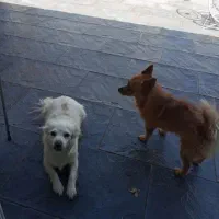 واگزاری پامر اشپیتز غیر رایگان