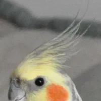 عروس هلندی در خیابان سوم خرداد پیدا کردم