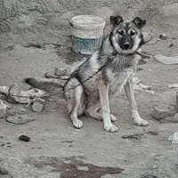 سگ خوبی برای نگهبانی خیلی خوبه