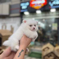 سگ پامرانین عروسکی