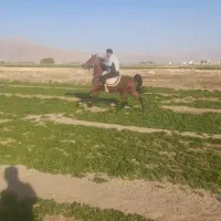 فروش اسب