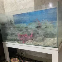 اکواریوم