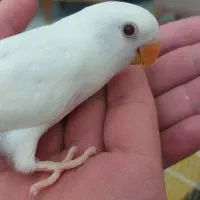 کوتوله دستی
