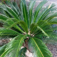 سیکاس ۷ ساله ماده