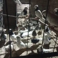 تعداد 25عددکبوتر فروشی کسی خواست درخدمتم