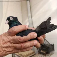 کبوتر|پرنده|چمران, |دیوار