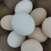 تخم مرغ محلی سالم