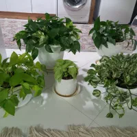 گل  سرحال شاداب  طرقبه