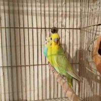 مرغ عشق ریمبو