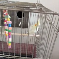 یک جفت عروس هلندی  جوان