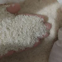 نیم دانه هاشمی