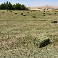 نیازمند کارگر ماهر بارگیری یونجە