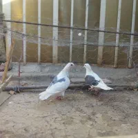 کفتر فروشی