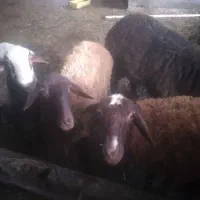 گوسفند بره قزل افشار