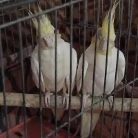 عروس هلندی