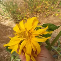 انجام خدمات گلخانه سم‌پاشی و محلول پاشی