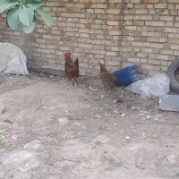 سلام دوستان