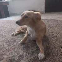 واگذاری سگ رایگان
