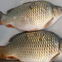 بچه کَپور پر طلا بشقابی اصلاح شده طرح تنظیم بازار