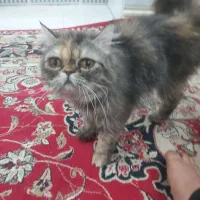گربه ماده