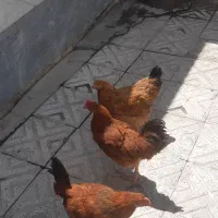 دوعدد خروس محلی و یک عدد مرغ محلی