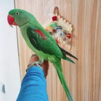 شاه طوطی،نر دستی رام