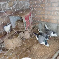 کفتردمگیر|پرنده|اصفهان, کلمان|دیوار