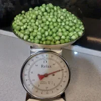 سبزیجات آماده مزرعه