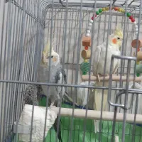 عروس هلندی