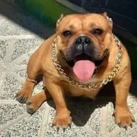 امریکن بولی پاکت ماده