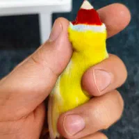 فنچ گلدین جفت مولد