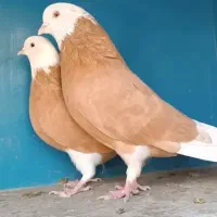 کبوترپرش سنگین