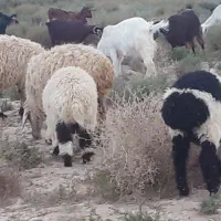 میش وبره وبززاییده وبزاستاق