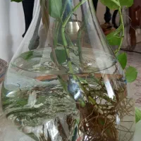 گلدان و چوب